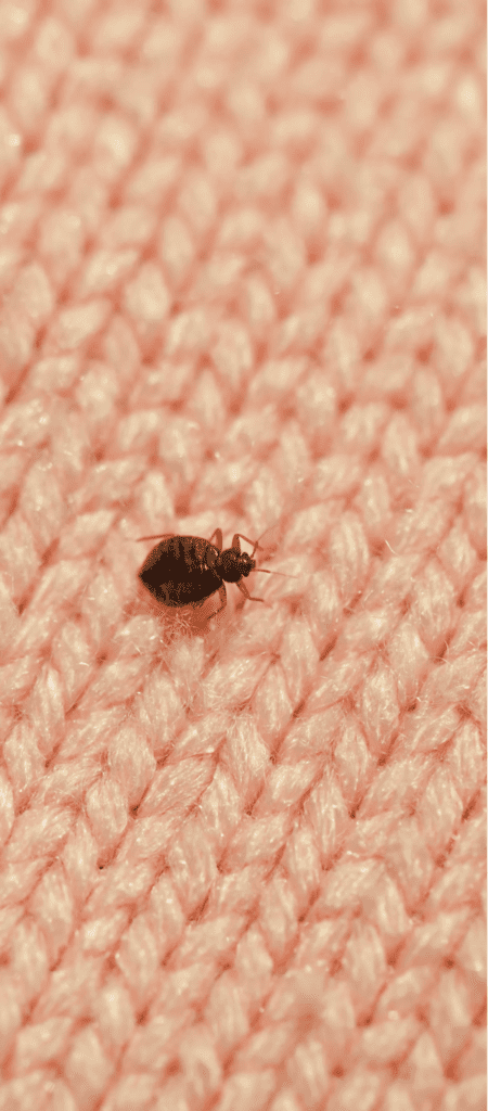Punaises de lit : La vapeur ou la congélation sont les meilleurs moyens  pour s'en débarrasser, conseille l'entomologiste Jean-Michel Bérenger