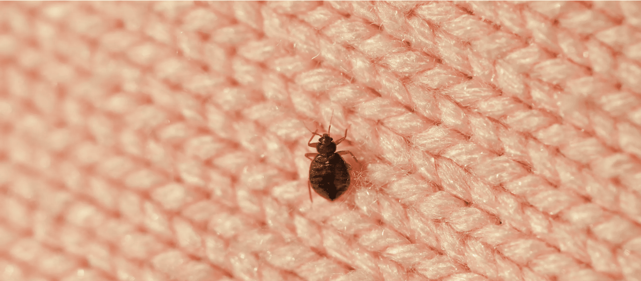 Guide de traitement des punaises de lit avec insecticide